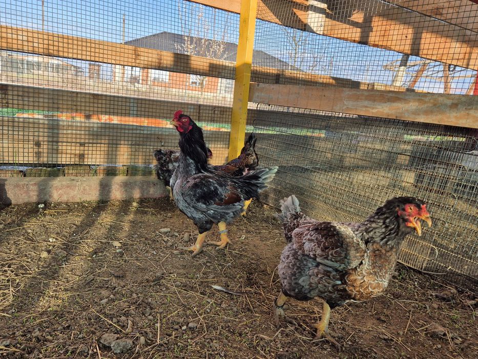 Famili de combatant indian talie mare, de vanzare