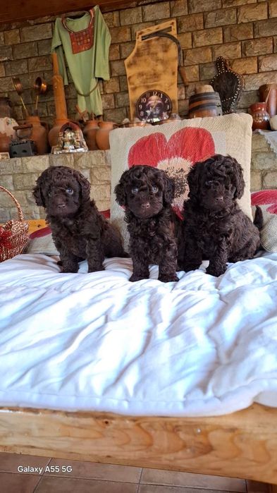 Той Пудел тъмен шоколад