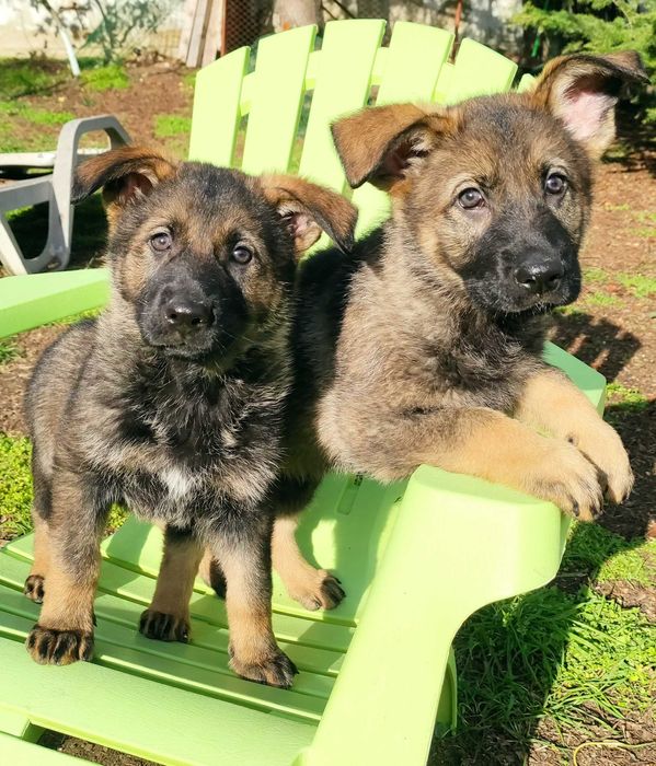 Кученца източноевропейска овчарка