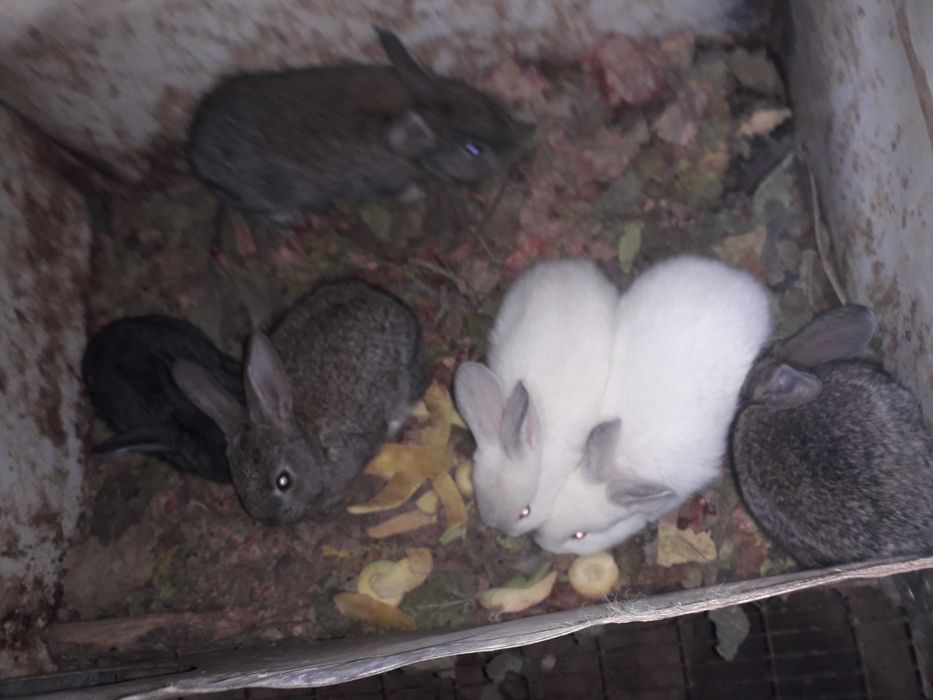 Кролики адрес Самарканд раен Шодимурод ресторан утканда Нуробод кишлок