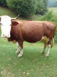 Vând vaca de lapte