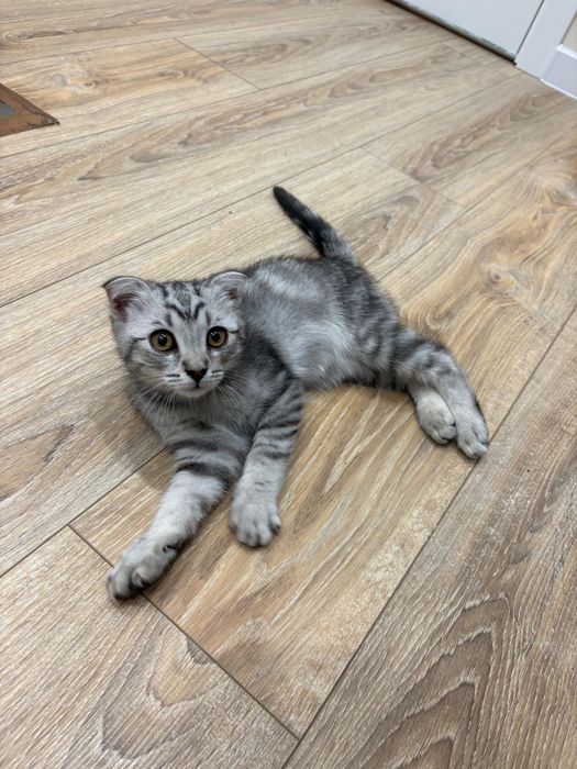 Британский вислоухий котёнок.35000тг