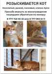 Пропал кот, район Куленовки