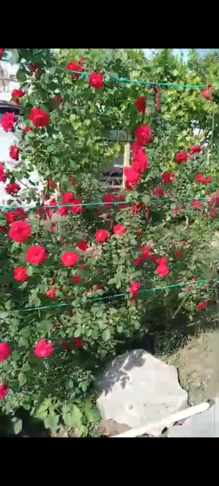 Продаётся дом. Недорого