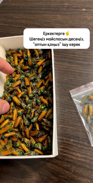 Алтын Коныз Майский Жук