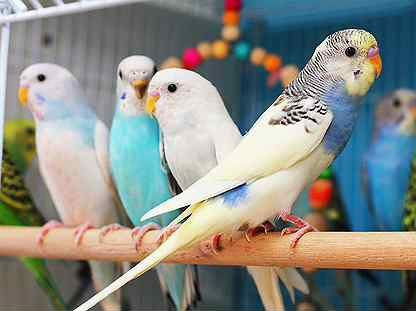 Лучшие волнистые попугаи