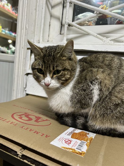 кошка в хорошие руки