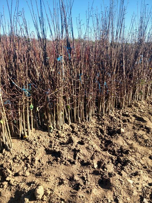 Vând pomi fructiferi altoiți anul 3 soiuri deosebite