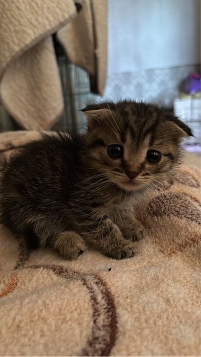 Котята веслоухие и простые