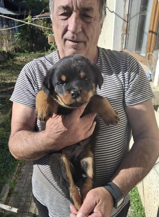 Ротвайлери на 50.дни