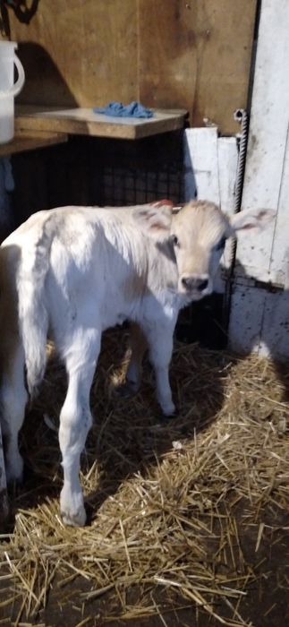 Vițea rasa Charolais de Vînzare