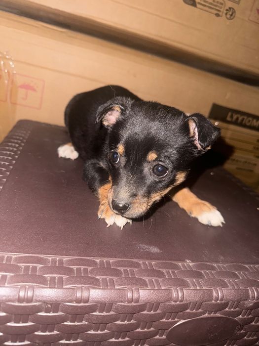 Пинчери немски на 2 месеца