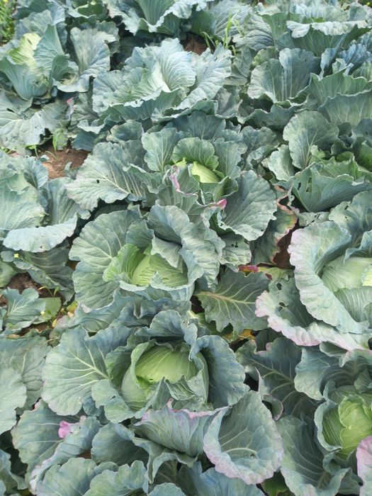 Varza gumna ideala pentru murat,foaie subtire