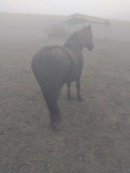 Iapa de vânzare 6 ani trasatura si cuminte foc