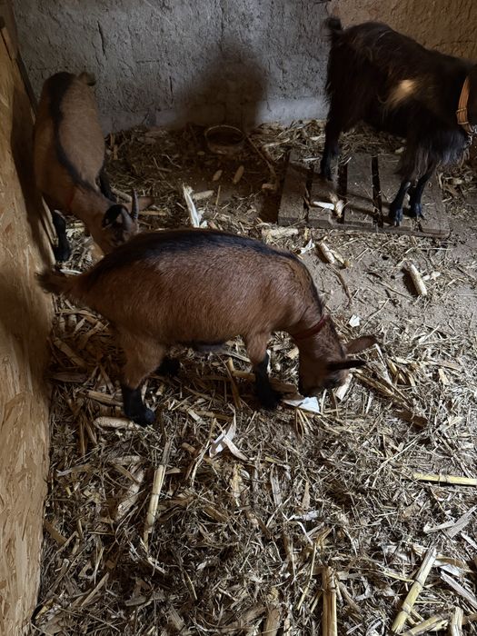 Ieduta alpin francez