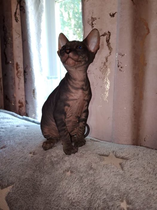 Продаёться очаровательный котёнок сфинкс.