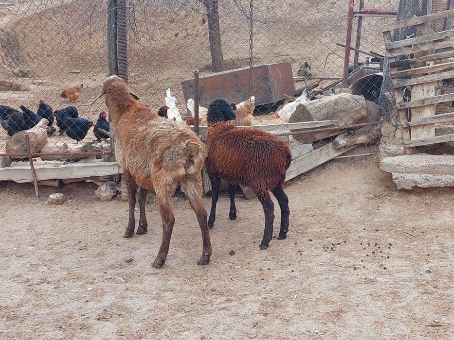 Ургашы токты и саулық қой сатылады