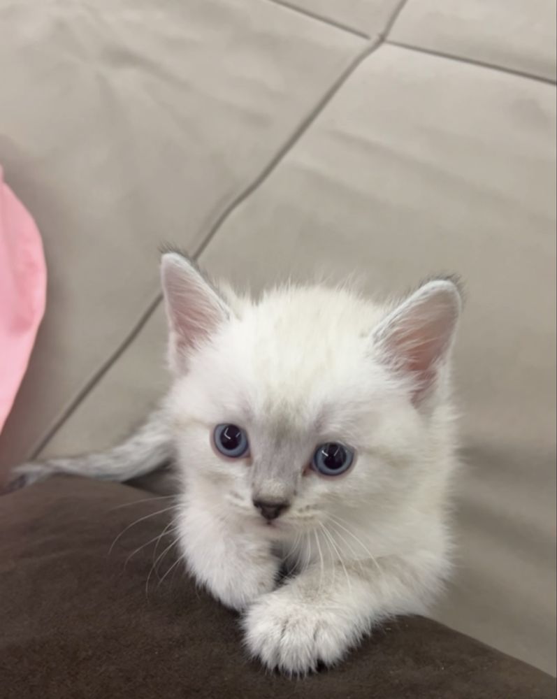 котенок, мальчик