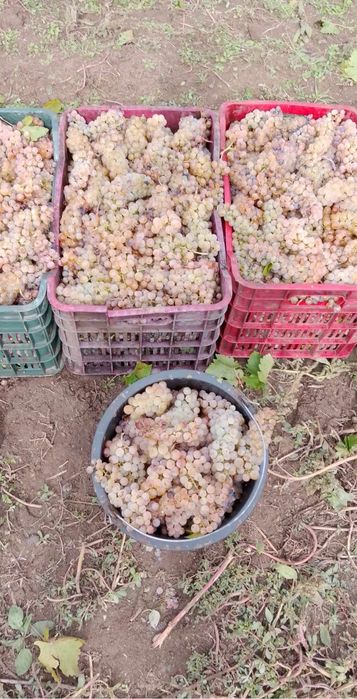 Struguri pentru vin