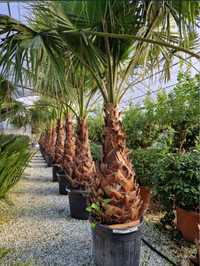 Palmieri cycas revolut trachicarpus fortunei etc
