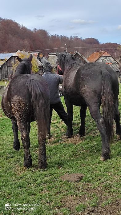 Vând 2 iepe Vamă -Buzaului
