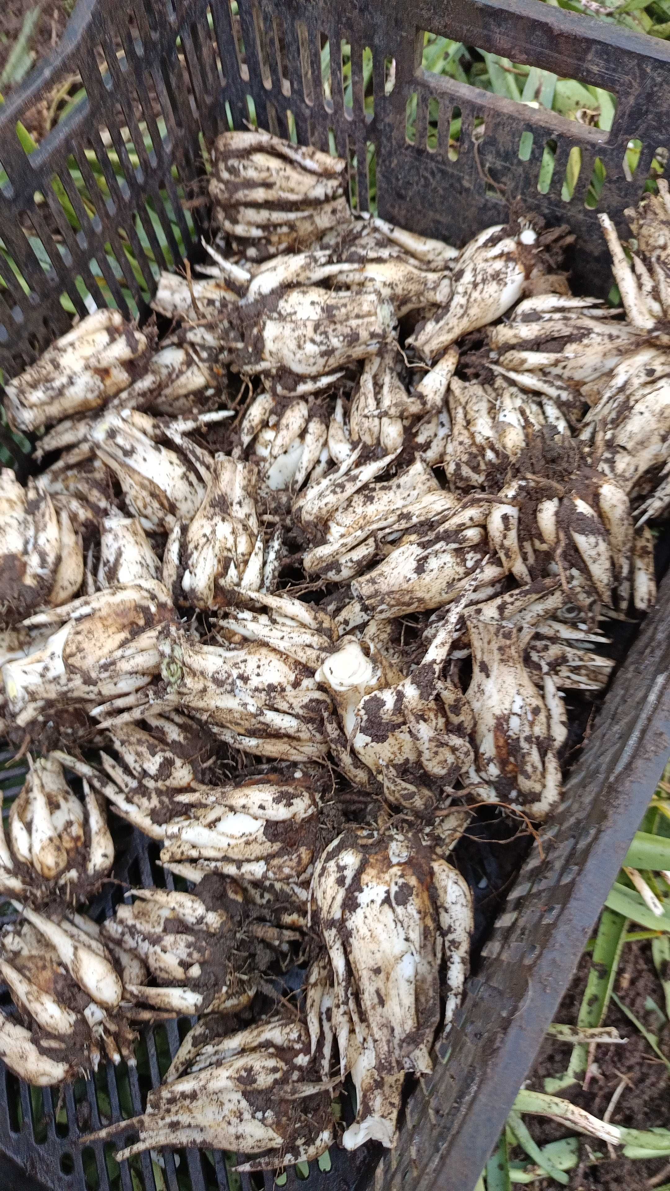 Bulbi de Tuberoze si Cale de vanzare