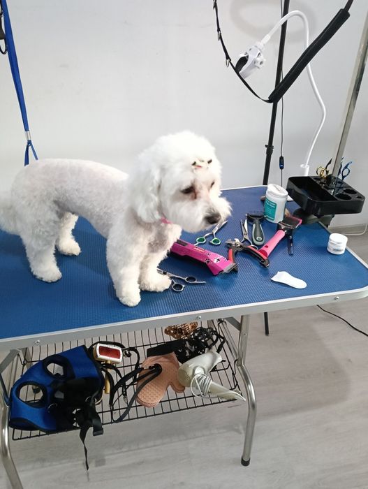Servicii profesionale frizerie canina