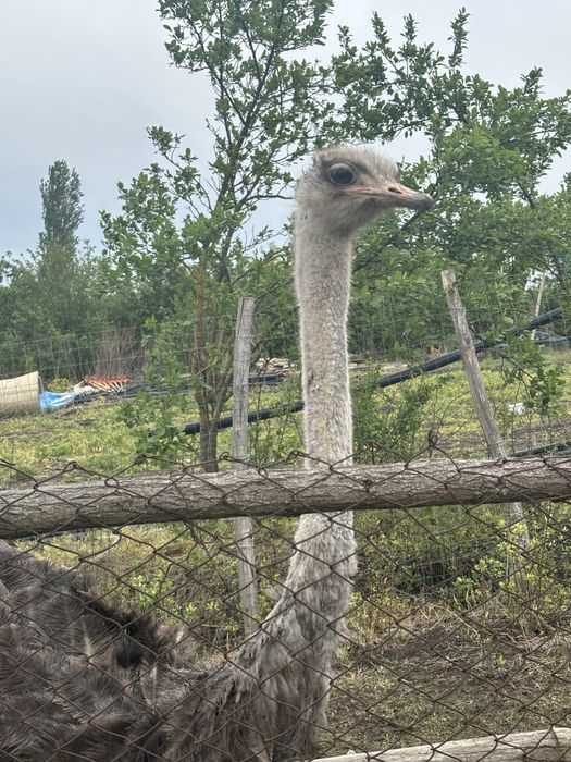 Struț femelă de vanzare
