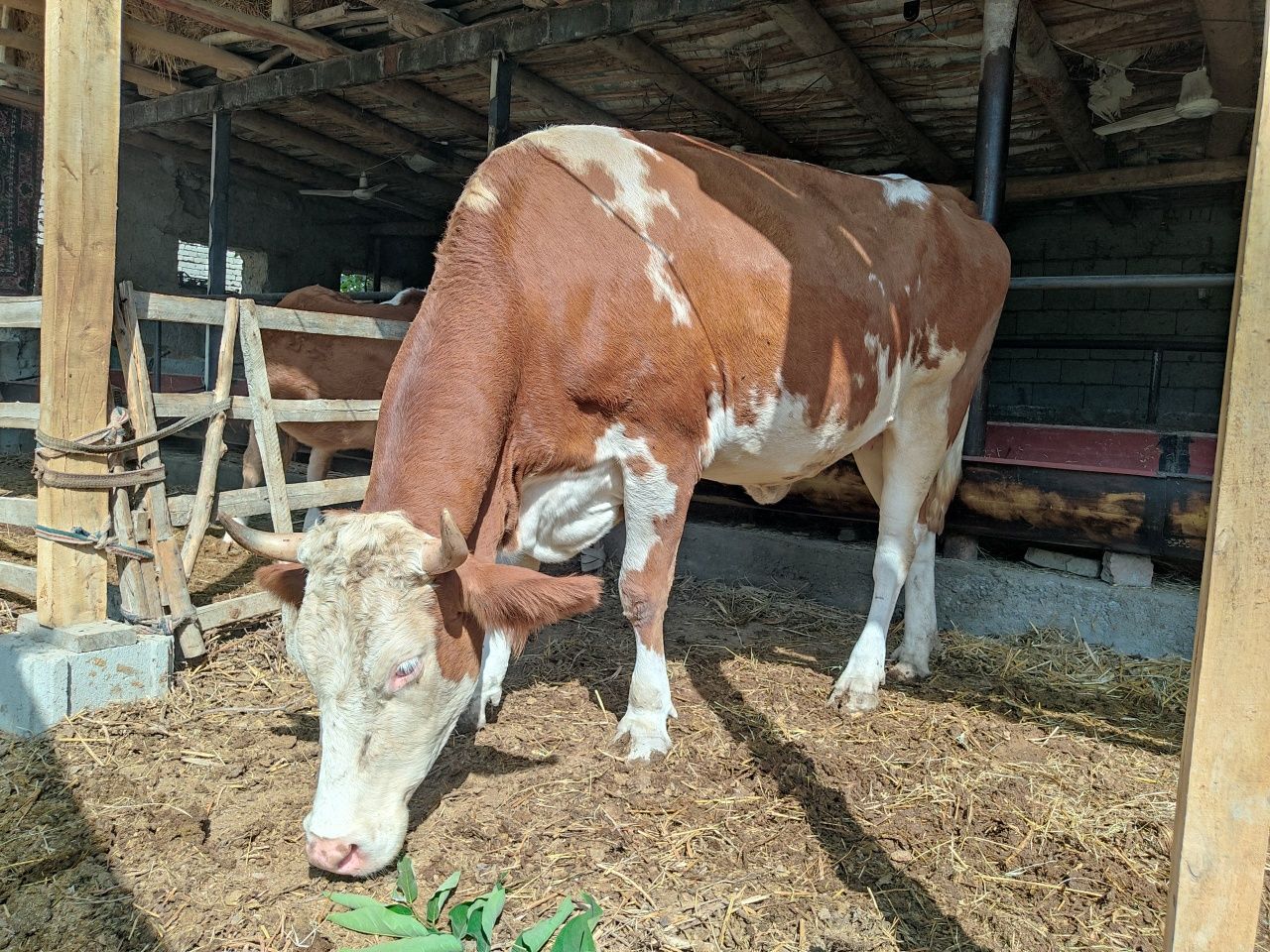 Simmental sotiladi 5 oykil bo'g'oz