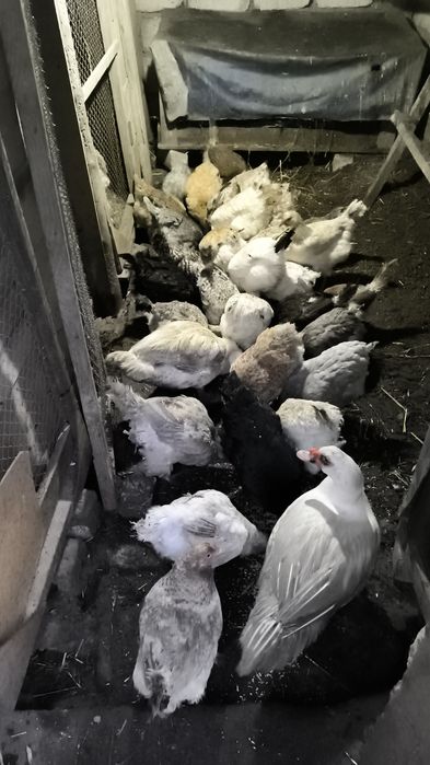 Продам Домашних Курей несушки