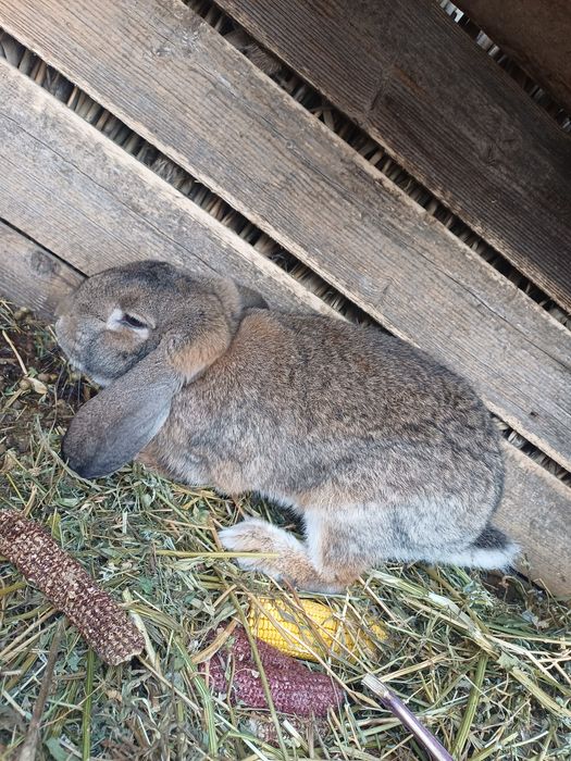 Masculi rasă berbec german