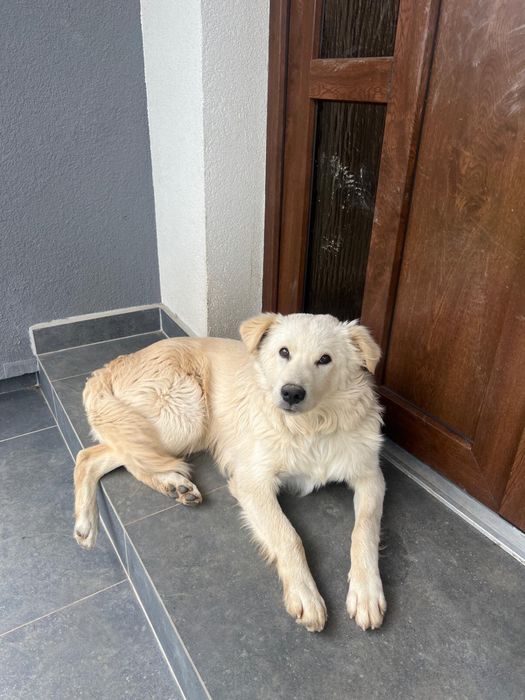 Donez Caine Metis 8 Luni