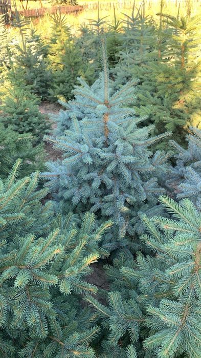 Brazi Argintii crescut in Romania