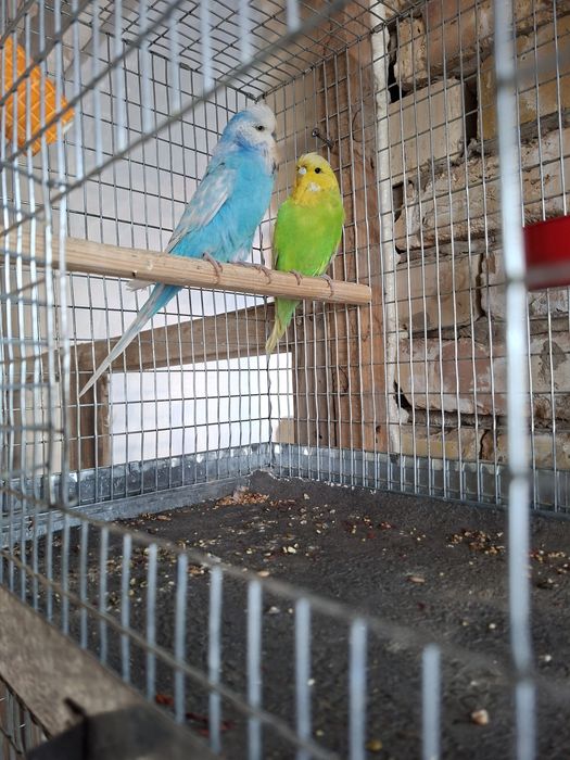 4 пара таёр андуфка спингиллар сотилади