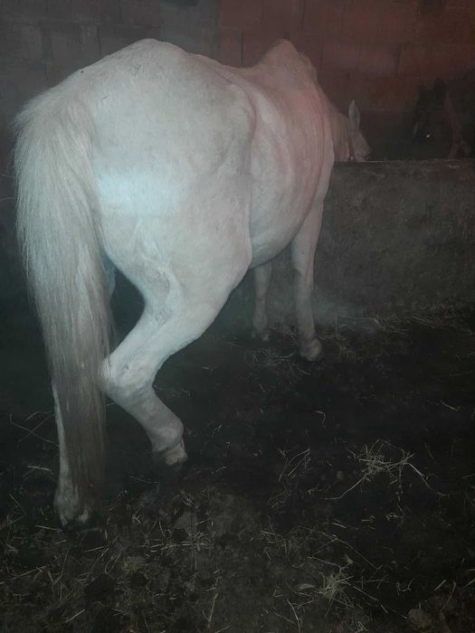 Vând cal castrat bun de căruță