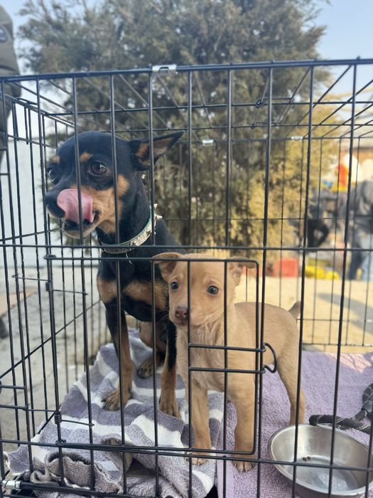 Чистокровный мини тойтерьер мальчик