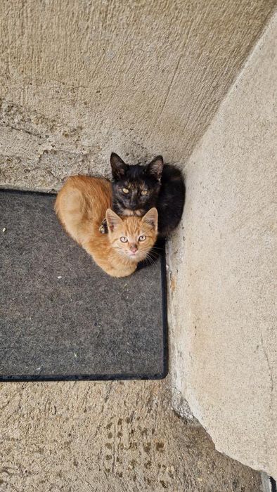 Подарявам женски котета