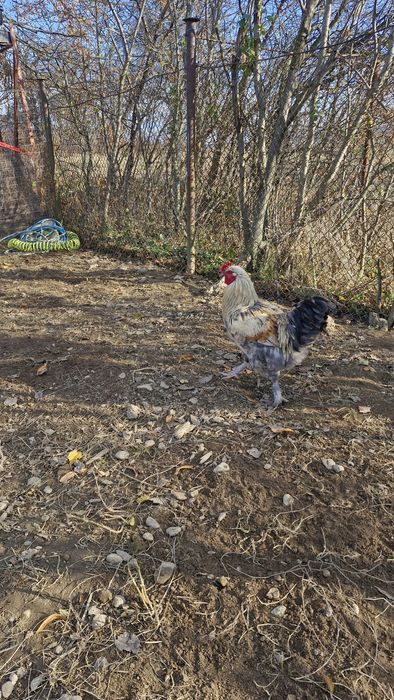 Vând cocoși din primavara