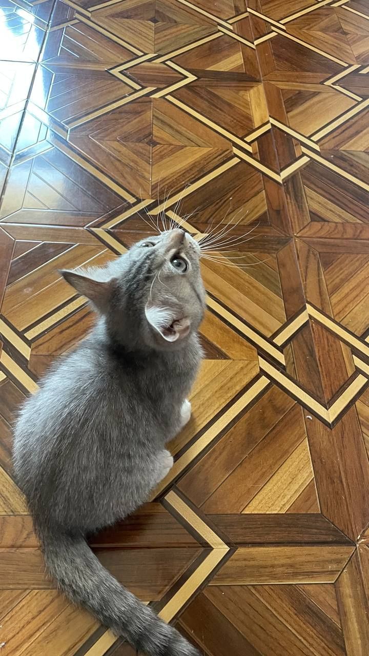 Продаются котята