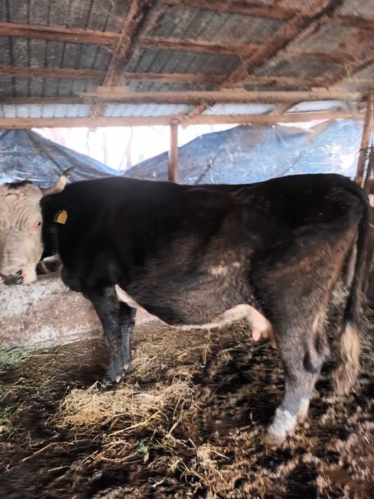 Vaci Reforma pentru abatorizare.