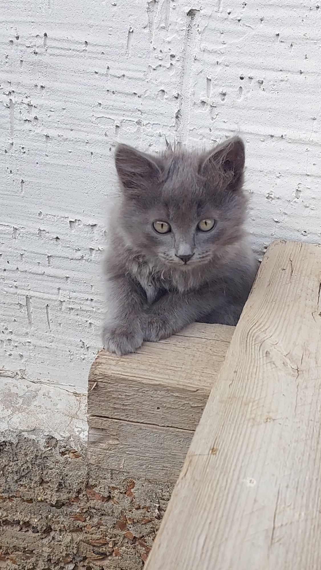 Котята бесплатно