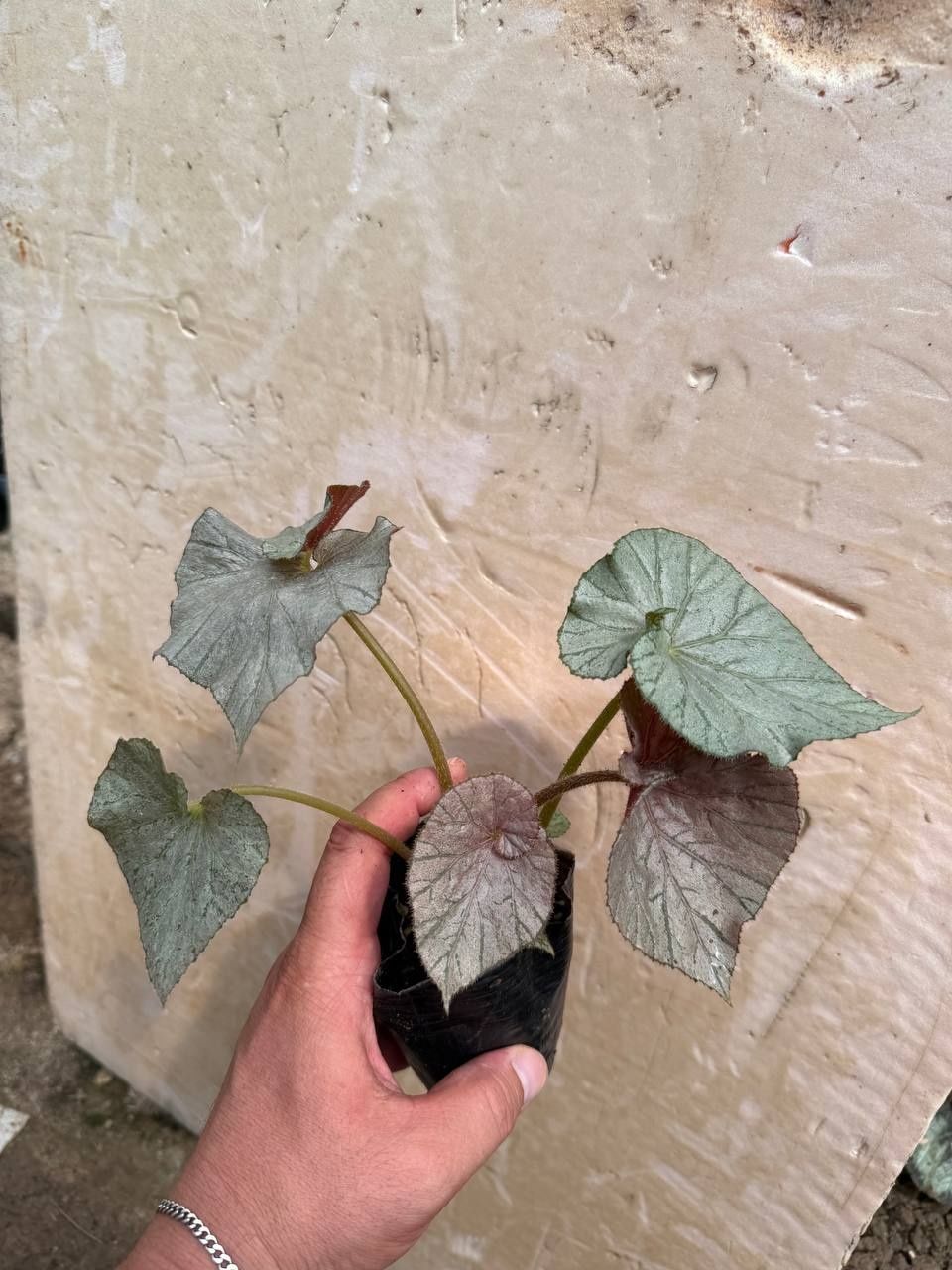 Karaleveskiy begonia detkalari