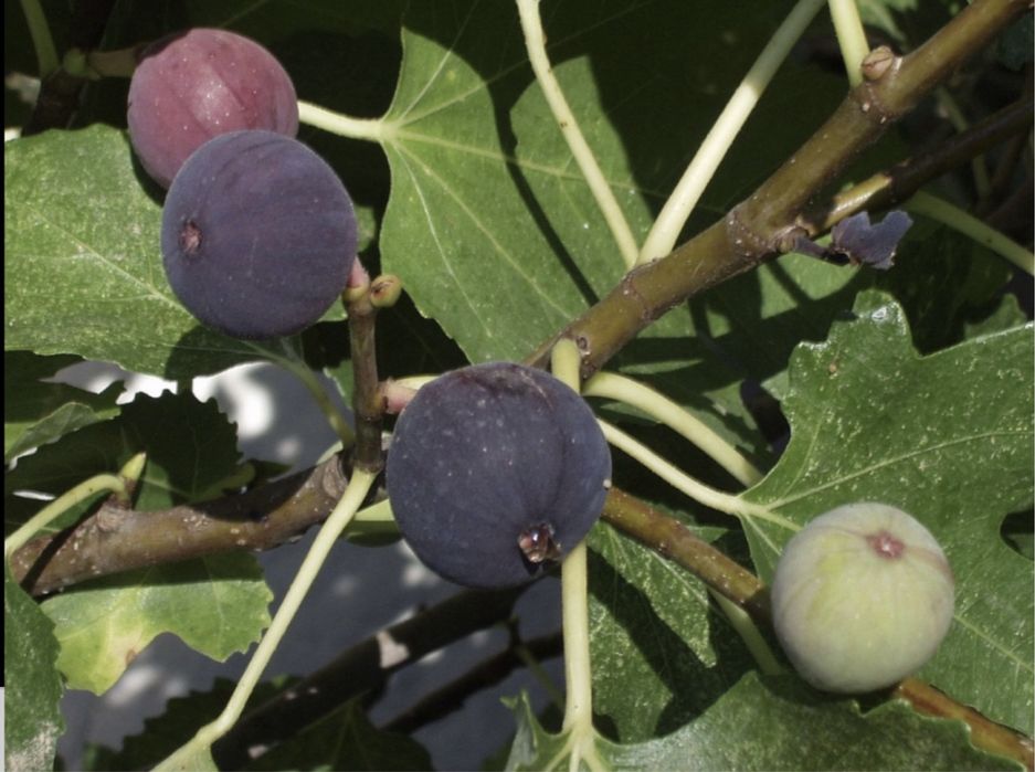 Pomi fructiferi columnari soiuri variate si premium