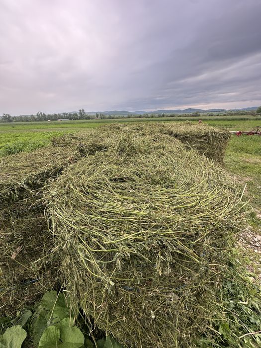 Vand baloti infoliati coasa 1