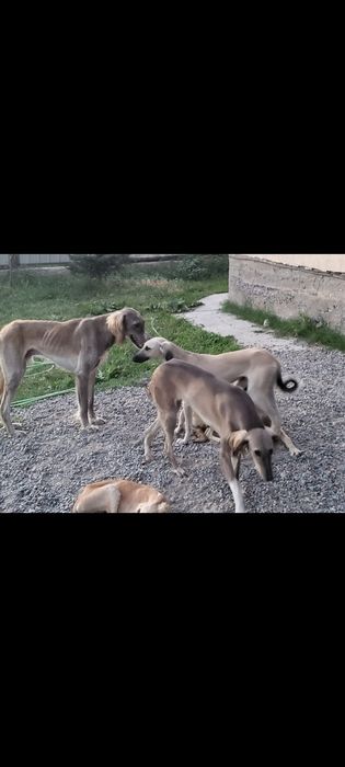 Құмай тазы кумай тазы күшіктері щенки