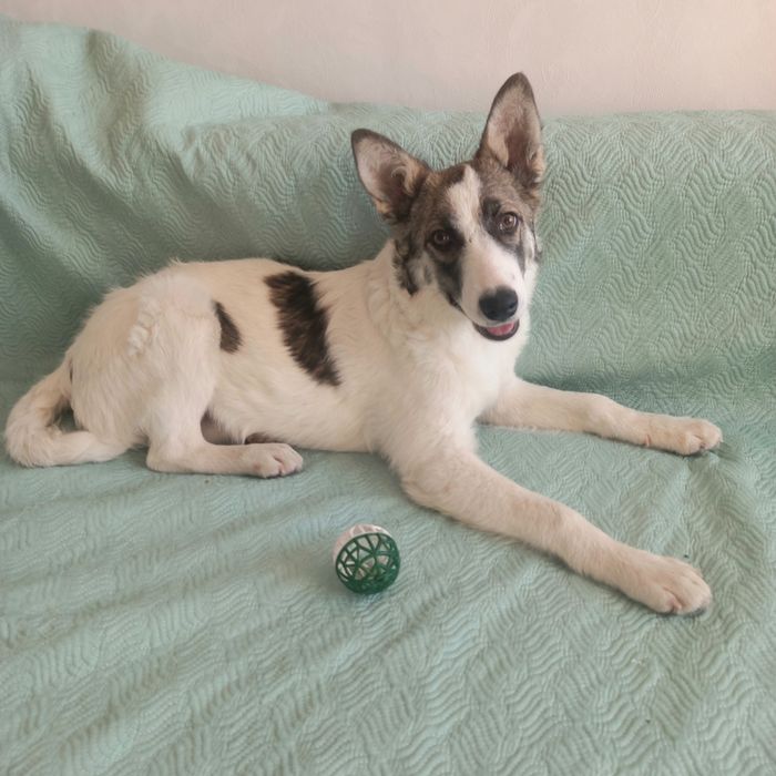 Отдам надёжным хозяевам щеночка  5,,5 месяцев.  В меру игривый