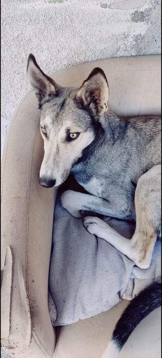 Ogar - Husky - femela - donație
