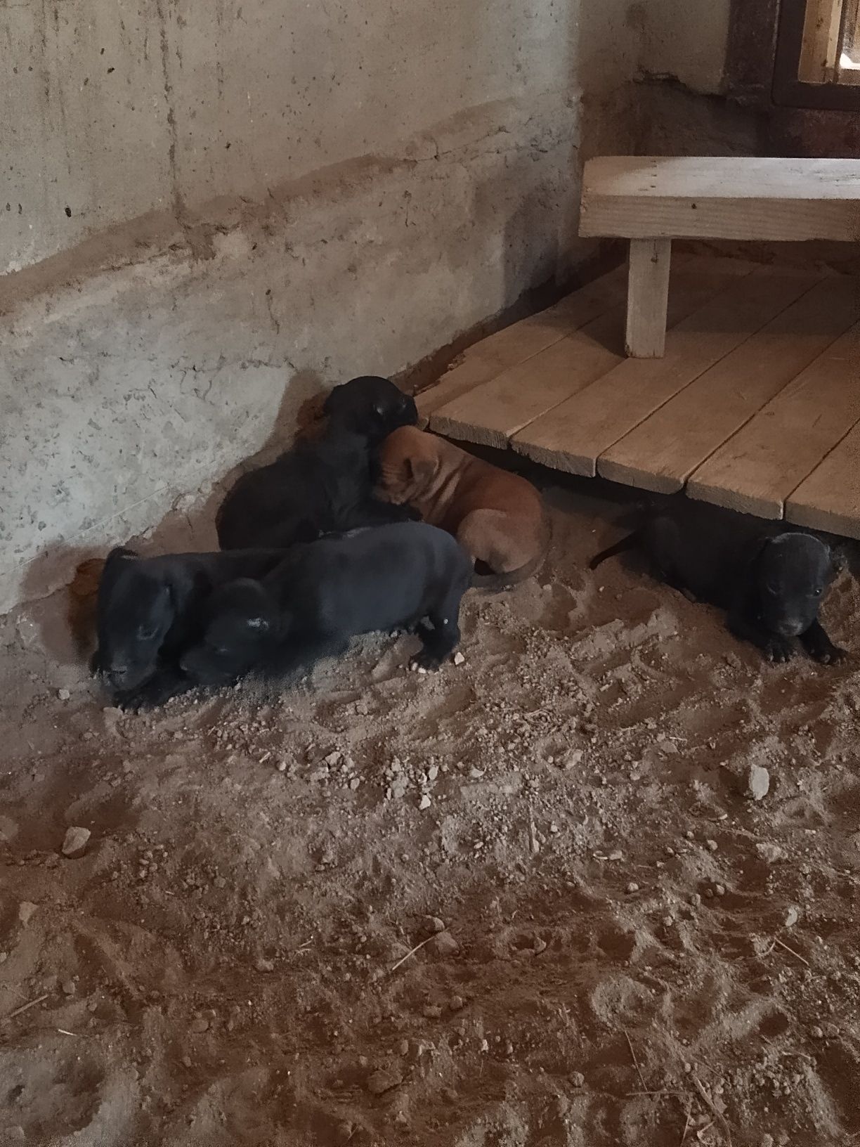 Продам щенков питбуля РР