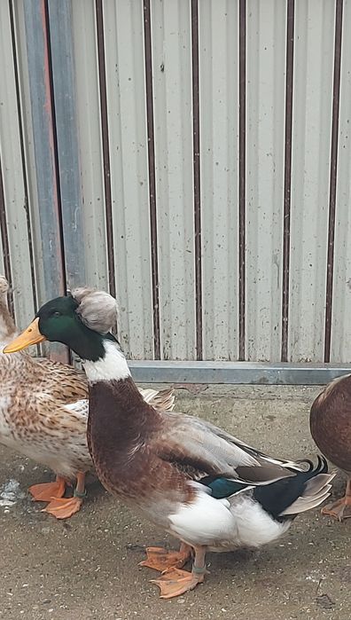 Vând rate mute si motate romanesti