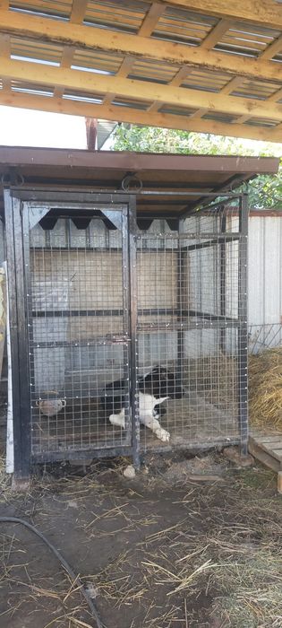 Продам валеер для собак компактный мошный